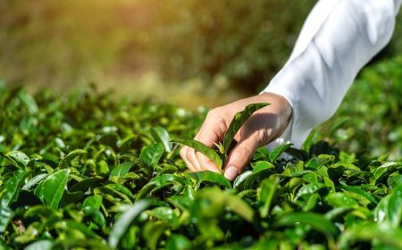 Setup a Tea Processing Plant- Detailed Project Report- Cost Analysis and Unit Operations
