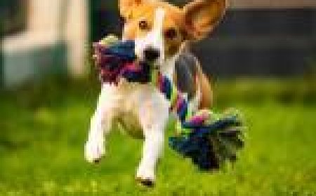 How to Keep Your Home Clean and Green with Eco-Friendly Pet Cleaning Products