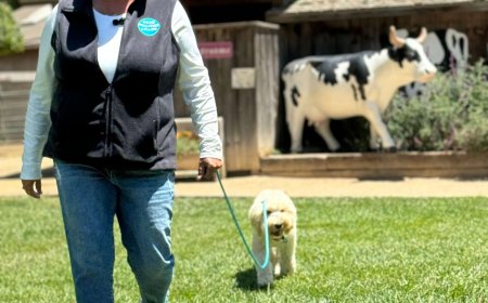 Why the Good Walker Handsfree Leash Revolutionizes Dog Walking and Training