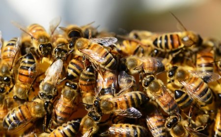 How Bee Removal Services Help Protect Melbourne’s Ecosystem