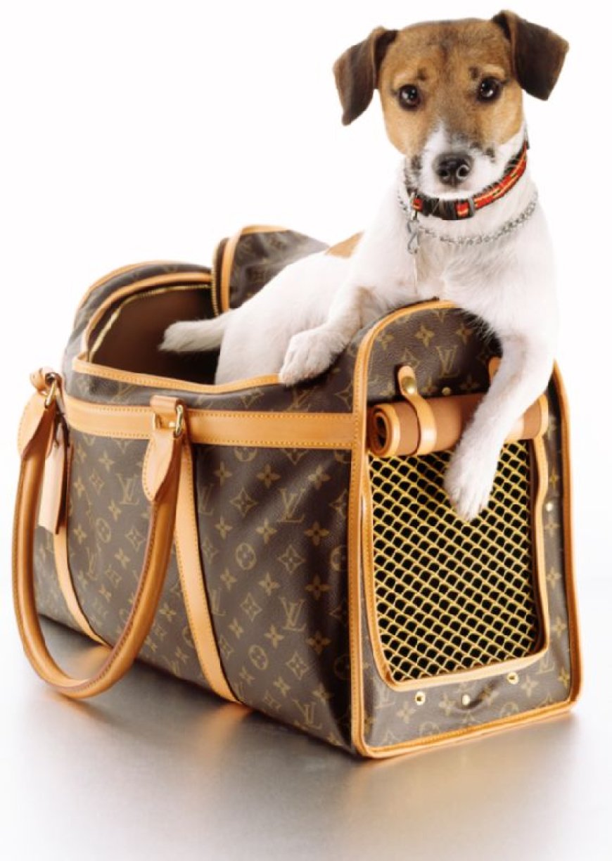 Choosing the Right Dog Carrier for Safe and Comfortable Travel