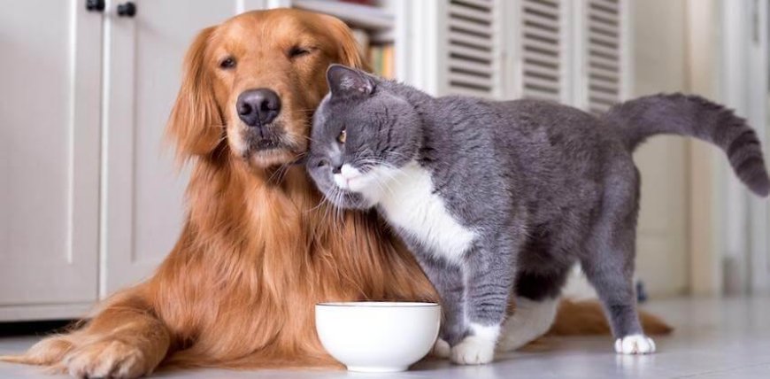 Tips for Introducing a New Pet to Your Household