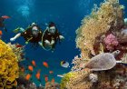 Discovering Scuba Diving in Dubai: An Underwater Wonderland