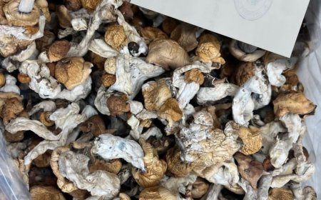 HOW TO PRESERVE MY MAGIC MUSHROOM IN UK