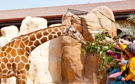 How to Get the Best Deals on Emirates Zoo Abu Dhabi Tickets