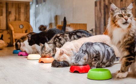 The Top Benefits of Pet Day Care: Socialization, Exercise, and More