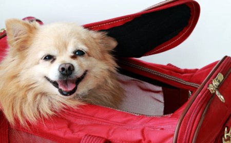 The Ultimate Guide to Choosing the Right Dog Carrier for Your Pet
