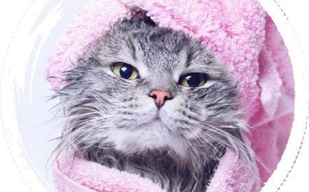 Why Choosing the Right Pet Salon in San Diego Matters for Your Furry Friend’s Health and Happiness