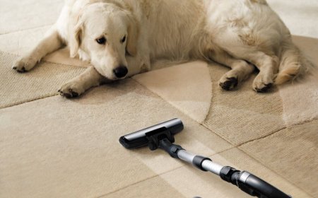 Pet Stain Removal Aurora, CO