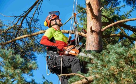 The Ultimate Guide to Tree Services: Everything You Need to Know