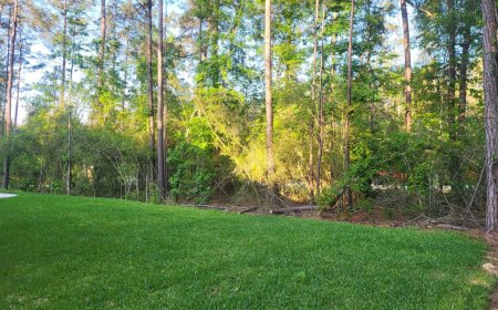 Improve Safety and Visibility with Strategic Underbrush Clearing & Land Clearing Services