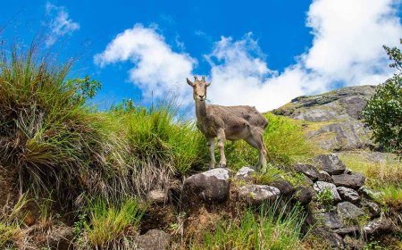 Explore Scenic Hills and Tea Gardens with Munnar Tour Packages