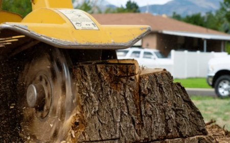 The Ultimate Guide to Stump Grinding: What It Is, Why It Matters, and How It's Done