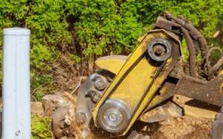 Stump Grinding: Everything You Need to Know