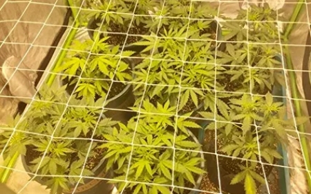 How Trellising Helps Improve Cannabis Plant Health