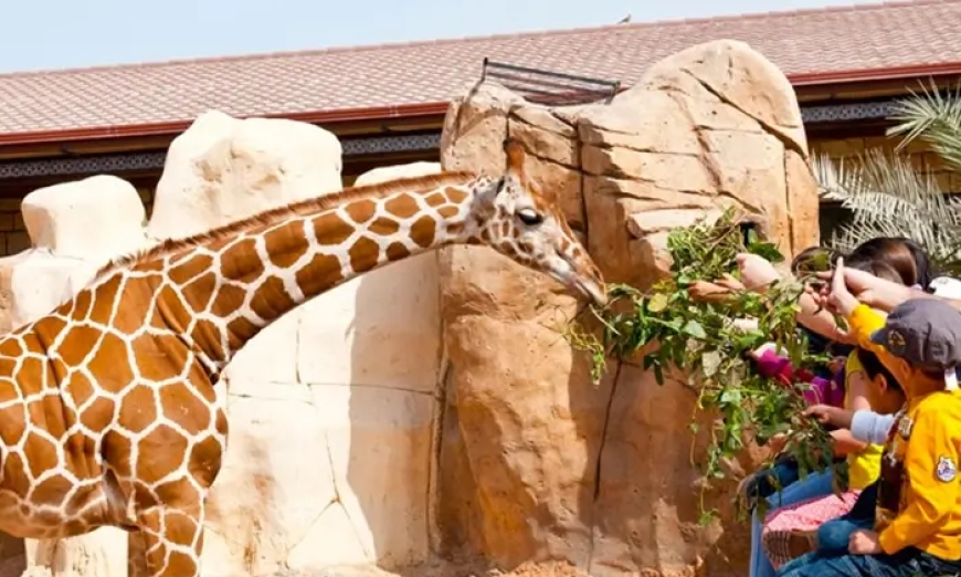 How to Get the Best Deals on Emirates Zoo Abu Dhabi Tickets